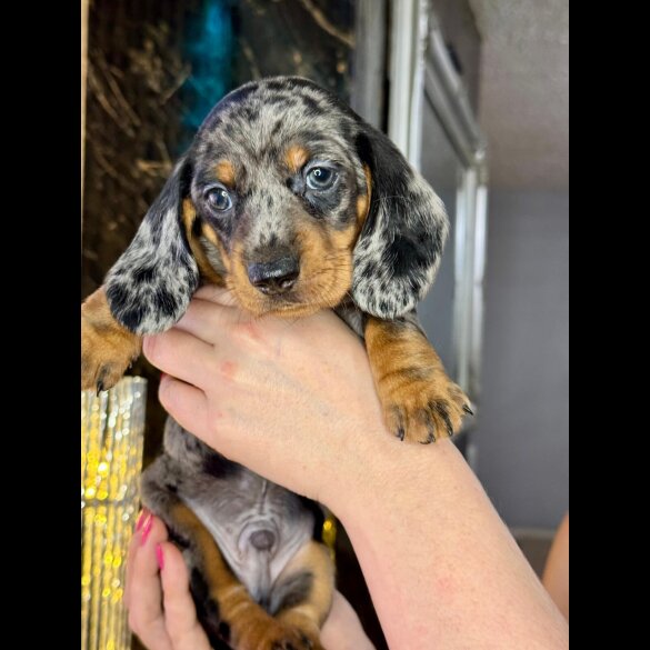 Dachshund (Standard &amp; Miniature) - Both