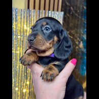 Dachshund (Standard &amp; Miniature) - Both