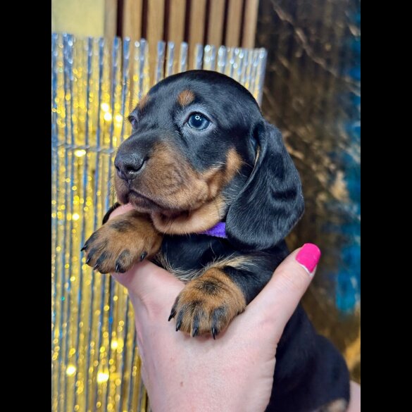 Dachshund (Standard &amp; Miniature) - Both