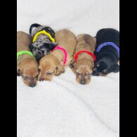 Dachshund (Standard &amp; Miniature) - Both