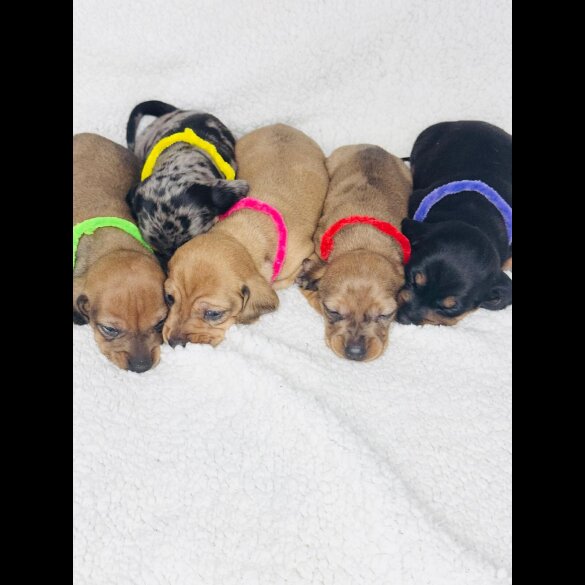 Dachshund (Standard &amp; Miniature) - Both