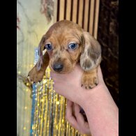Dachshund (Standard &amp; Miniature) - Both