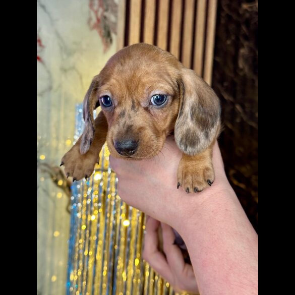 Dachshund (Standard &amp; Miniature) - Both
