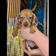 Dachshund (Standard &amp; Miniature) - Both