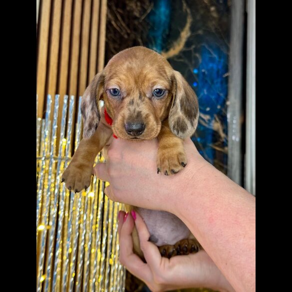 Dachshund (Standard &amp; Miniature) - Both