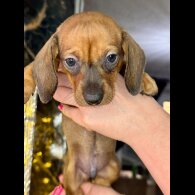 Dachshund (Standard &amp; Miniature) - Both