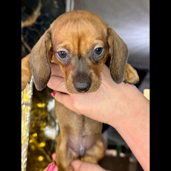 Dachshund (Standard &amp; Miniature) - Both