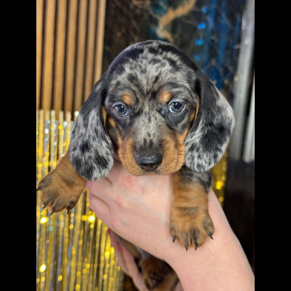 Dachshund (Standard &amp; Miniature) - Both