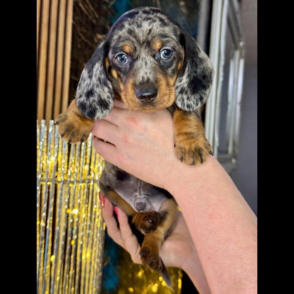 Dachshund (Standard &amp; Miniature) - Both