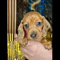 Dachshund (Standard &amp; Miniature) - Both