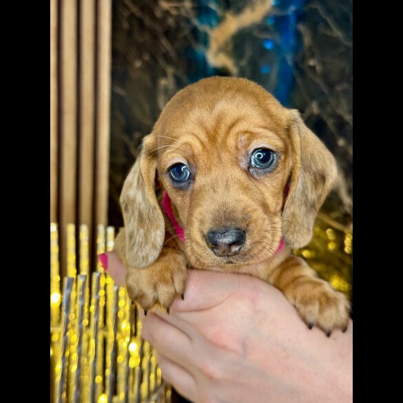 Dachshund (Standard &amp; Miniature) - Both