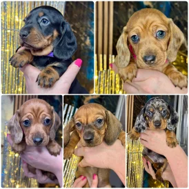 Dachshund (Standard &amp; Miniature) - Both
