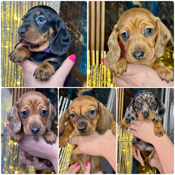Dachshund (Standard &amp; Miniature) - Both