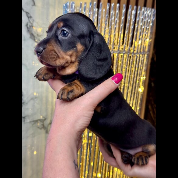 Dachshund (Standard &amp; Miniature) - Both