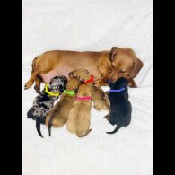 Dachshund (Standard &amp; Miniature) - Both
