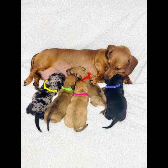 Dachshund (Standard &amp; Miniature) - Both
