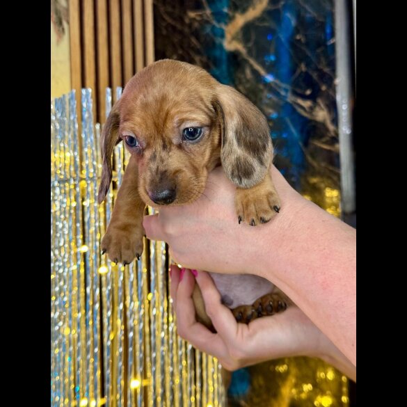 Dachshund (Standard &amp; Miniature) - Both
