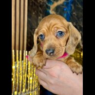 Dachshund (Standard &amp; Miniature) - Both