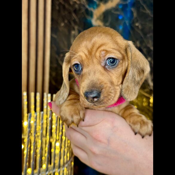 Dachshund (Standard &amp; Miniature) - Both