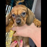 Dachshund (Standard &amp; Miniature) - Both