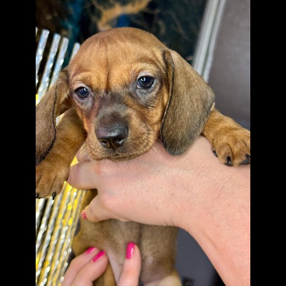 Dachshund (Standard &amp; Miniature) - Both