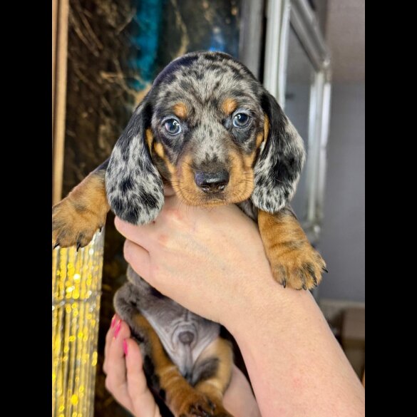 Dachshund (Standard &amp; Miniature) - Both