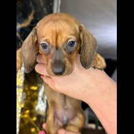 Dachshund (Standard &amp; Miniature) - Both