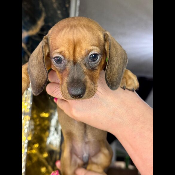 Dachshund (Standard &amp; Miniature) - Both