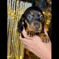 Dachshund (Standard &amp; Miniature) - Both