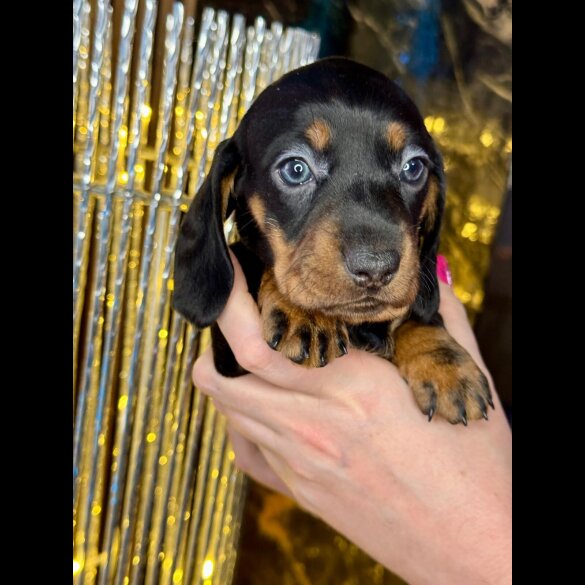 Dachshund (Standard &amp; Miniature) - Both