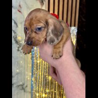 Dachshund (Standard &amp; Miniature) - Both