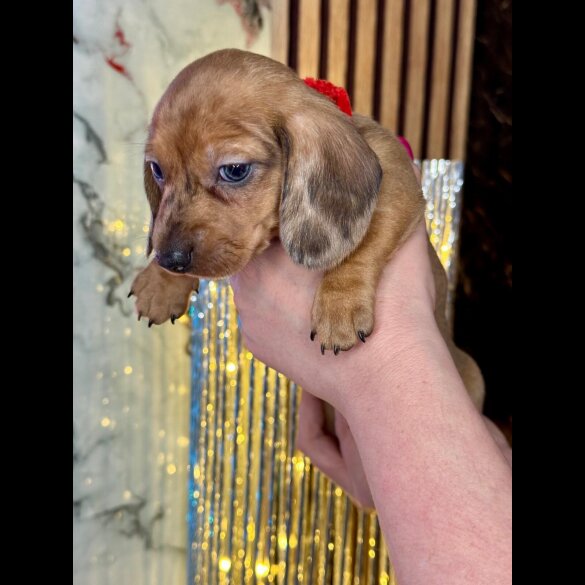 Dachshund (Standard &amp; Miniature) - Both
