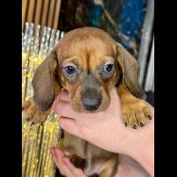 Dachshund (Standard &amp; Miniature) - Both