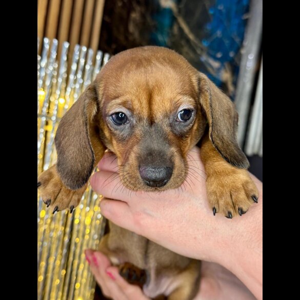 Dachshund (Standard &amp; Miniature) - Both
