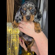 Dachshund (Standard &amp; Miniature) - Both