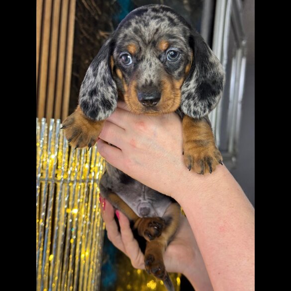 Dachshund (Standard &amp; Miniature) - Both