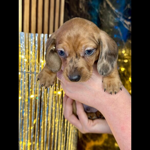 Dachshund (Standard &amp; Miniature) - Both