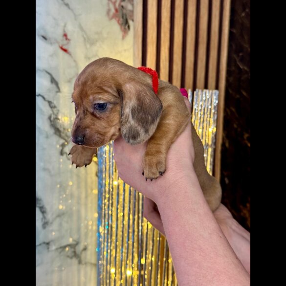 Dachshund (Standard &amp; Miniature) - Both