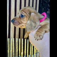 Dachshund (Standard &amp; Miniature) - Both