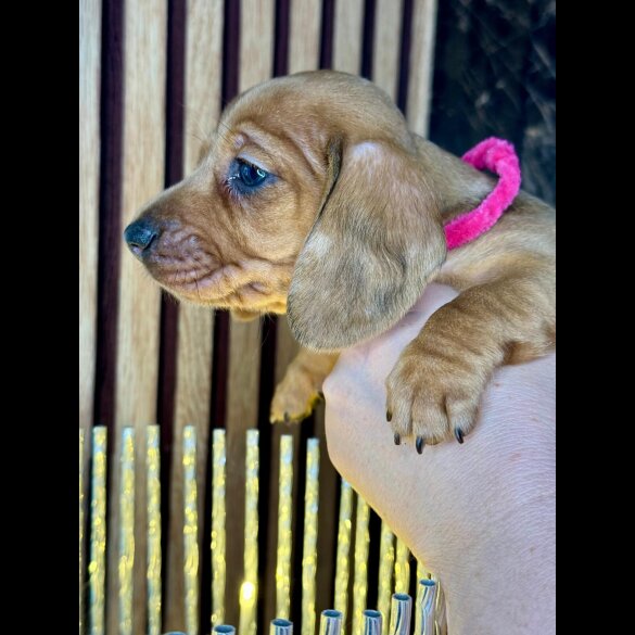 Dachshund (Standard &amp; Miniature) - Both