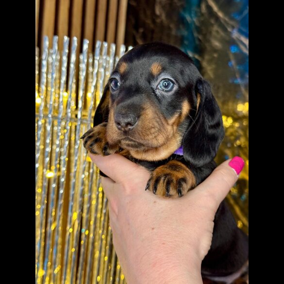 Dachshund (Standard &amp; Miniature) - Both