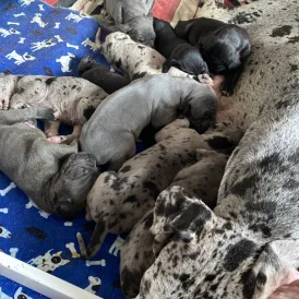 Great Dane - Both