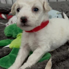 Poochon - Both