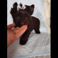Yorkshire Terrier - Both