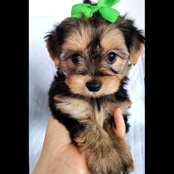 Yorkshire Terrier - Both