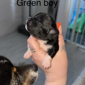 Mixed Breed - Both