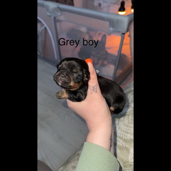 Mixed Breed - Both