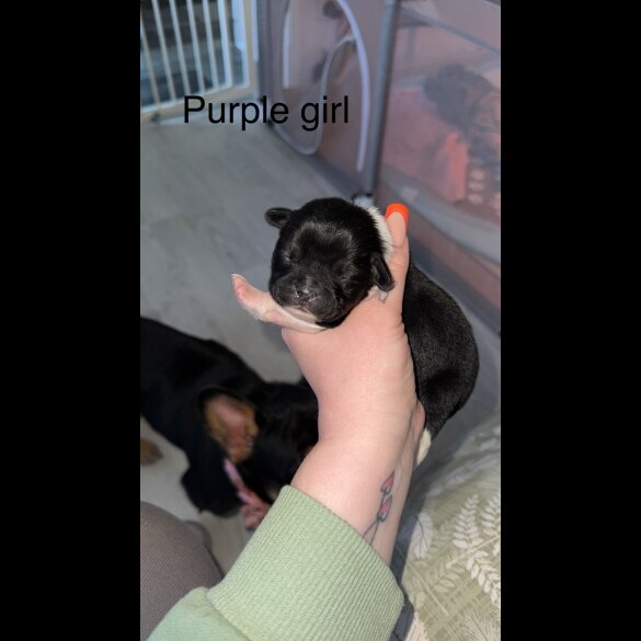 Mixed Breed - Both