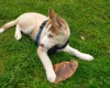 Siberian Husky
