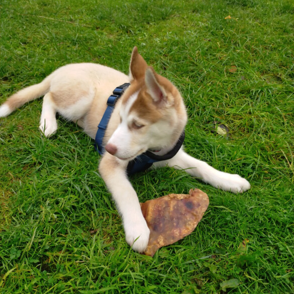 Siberian Husky